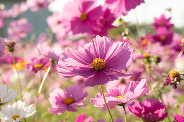 Fototapeta premium 満開のコスモス畑