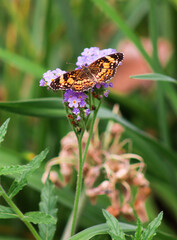 A Orange Butterfly on a Purple Flower