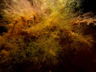 A closeup picture of Fucus vesiculosus and Seaweed at an cold water reef. Common names are...