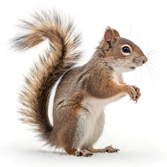 Obraz premium Squirrel. 