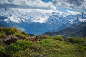 Naklejka premium Marmot in Alpine Meadows with Swiss Mountain Background