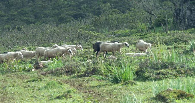 Sheep flock passing rocky area, meadows at early morning. Sheep and goats in the wild