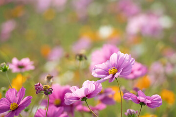 Fototapeta premium 満開のコスモス畑
