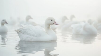 Fototapeta premium A serene scene of white ducks swimming in a misty, tranquil water environment.