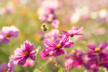 満開のコスモス畑