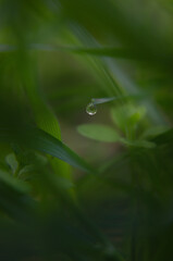 A small drop of dew on the green