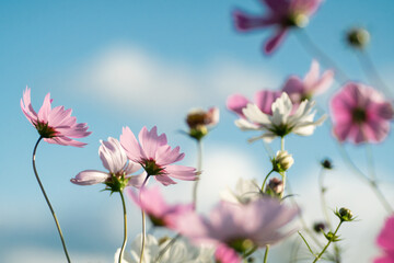 Obraz premium 満開のコスモス畑