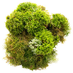 Green moss isolated on a transparent background