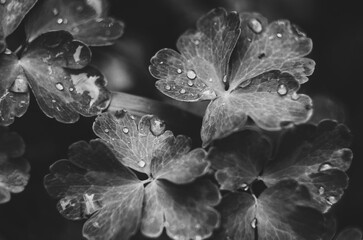 Black and white photo of aquilegia leaves covered with water droplets, close-up