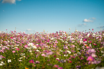 満開のコスモス畑