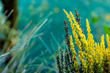 Yellow flowering heather plants outdoors. Calluna vulgaris blooms. Autumnal wild growing or...