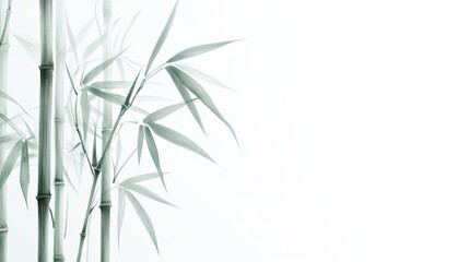 Obraz premium Delicate Bamboo Stalks and Leaves Against Minimalist Soft White Background