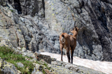 Obraz premium chamois dans le parc national du mercantour au printemps dans les alpes en france