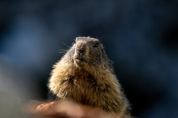 Marmotte se réchauffant au soleil matinal dans un environnement de haute montagne dans le Parc National du Mercantour dans les Alpes