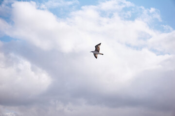 Obraz premium A white sea gull flies over the sea. Seagulls over the Bosphorus Strait in Turkey