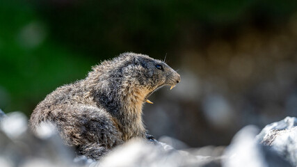 Obraz premium Marmotte se réchauffant au soleil matinal dans un environnement de haute montagne dans le Parc National du Mercantour dans les Alpes