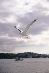 A white sea gull flies over the sea