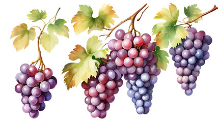 Fototapeta premium Grape , Watercolor of grape on transparent background PNG