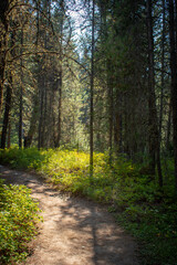 Fototapeta premium Woodland hiking trail