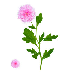 Colorful autumn flowers of chrysanthemum