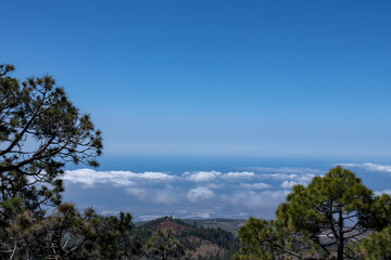 Obraz premium View through the trees towards the clouds on Tenerife, Spain