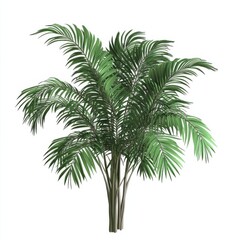 Obraz premium Lush green palm tree with vibrant foliage.