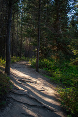 Obraz premium Dappled sunlight on a woodland trail
