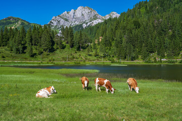 Rinder weiden am See laghetto pramollo, Nassfeldpass / passo pramollo Österreich / Italien