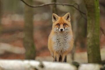 Lis rudy, fox, lis  (Vulpes vulpes) © Bartosz Rakoczy