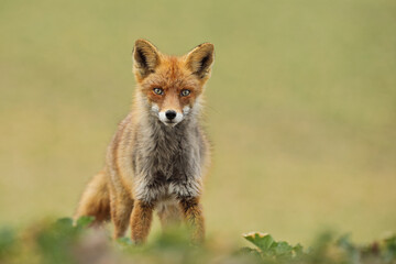 Lis rudy, fox, lis  (Vulpes vulpes) © Bartosz Rakoczy