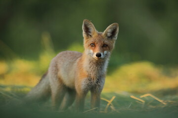 Lis rudy, fox, lis  (Vulpes vulpes) © Bartosz Rakoczy