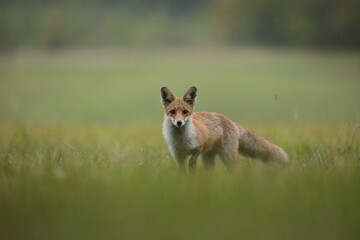Lis rudy, fox, lis  (Vulpes vulpes) © Bartosz Rakoczy
