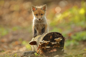 Lis rudy, fox, lis  (Vulpes vulpes) © Bartosz Rakoczy