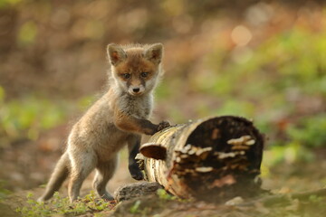 Lis rudy, fox, lis  (Vulpes vulpes) © Bartosz Rakoczy