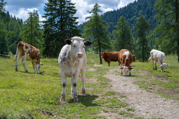 ein weißes Kalb und frei laufende Rinder auf einer Alm, Egger Alm, Kärnten, Österreich