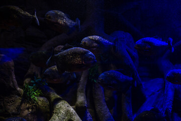 Wonderful and beautiful underwater world with corals and tropical fish.