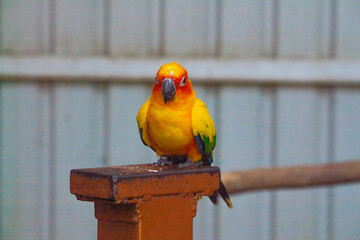 yellow, red and green parrot