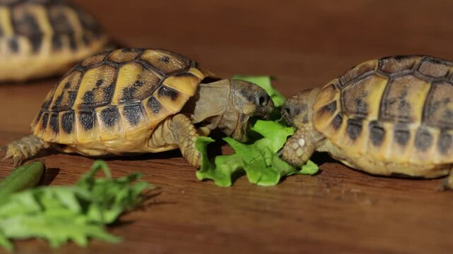 Young tortoise munching on a fresh green lettuce leaf on a wooden surface.  baby tortoise on wooden floor, showing detailed shell patterns
