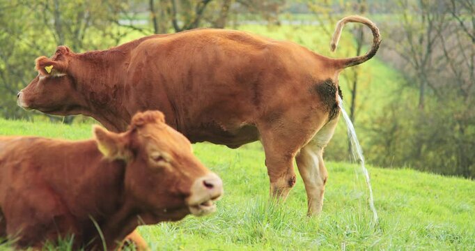 Swiss Limousine brown cow peeing in a green grazing field. Close up shot, real time, no people