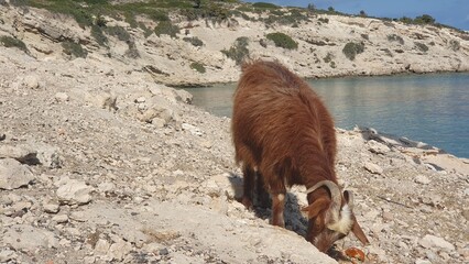 Wild goat Greek Island Kos 
