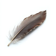 Fototapeta premium Elegant brown feather on a white background.