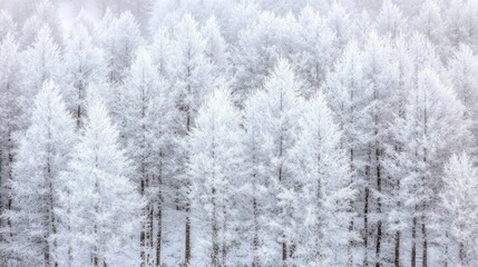 Obraz premium Snow-covered forest view from above, trees dusted with snow creating a peaceful and frosty winter landscape