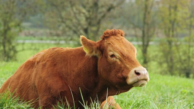 Swiss Limousine brown cow sitting and ruminating on a green pasture. Close up shot, real time, no people