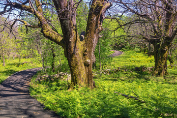 Fototapeta premium Springtime. Country road through grove of sweet chestnut trees ( Castanea sativa ) on sunny day. Montenegro, Bar municipality