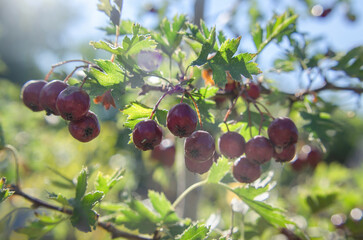 A bunch of hawthorn berries on a branch, illuminated by sunlight.