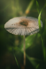 Mushroom with a drop of dew on the cap in the grass