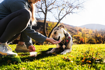 Mix breed dog receives treat outdoor, owner presents dog training award during walk at the park in...