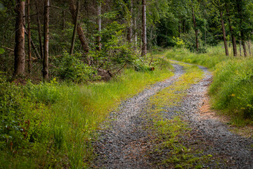 Obraz premium road in the forest