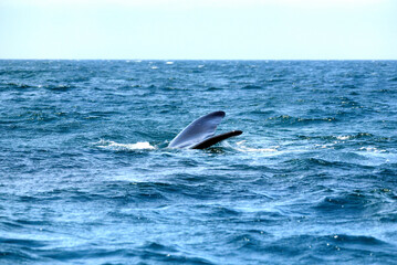 Fototapeta premium Large whale tail emerges from the blue Pacific Ocean off the coast of Argentina