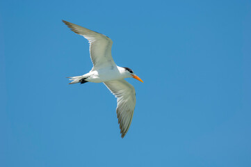 Fototapeta premium Royal Tern (Sterna maxima), Fishing Pier, Sanibel Island, Florida, USA 